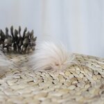 POMPOM XS - Baby Nude